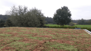Dachbedrunung sedum